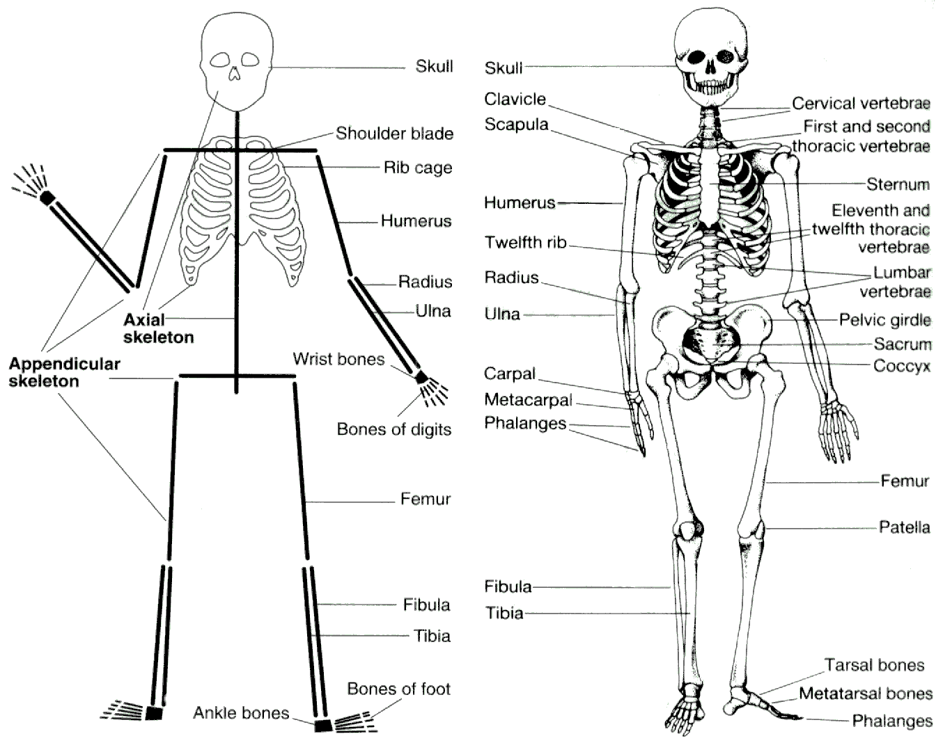 the adult human skeleton is composed of ____ bones